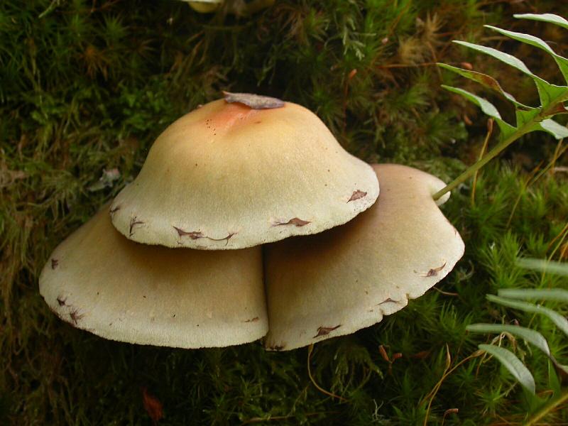 Wistman's Wood fungi on a Tree Trunk 3.jpg